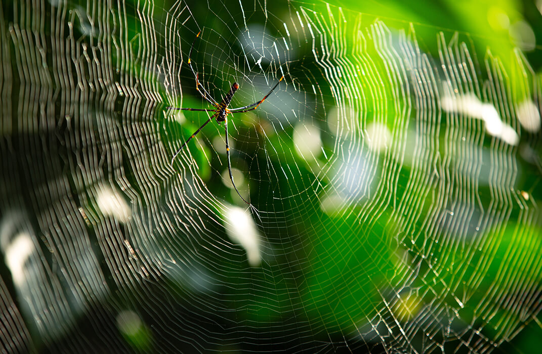 The Porcupine Castle Resort, An Exclusive Plantation Holiday, Coorg, Karnataka, Kerala, India